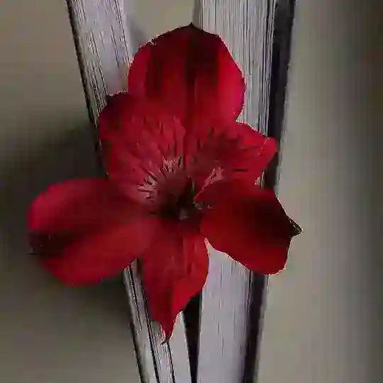 🤎Афірмація життя🤎 Telegram Channel Avatar