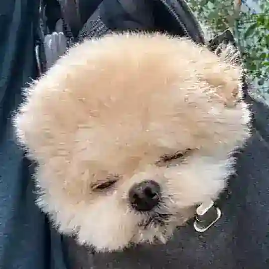 зе бобик. щп Telegram Channel Avatar