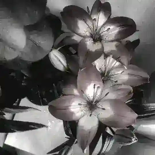 🕊️𝒯̶̶𝒽̶̶ℯ̶̶ 𝒲̶̶ℴ̶̶𝓇̶̶𝓁̶̶𝒹̶̶ 𝒪̶̶𝒻̶̶ ℱ̶̶𝒶̶̶𝓃̶̶𝒹̶̶ℴ̶̶𝓂̶̶𝓈̶̶ 🎵 Telegram Channel Avatar
