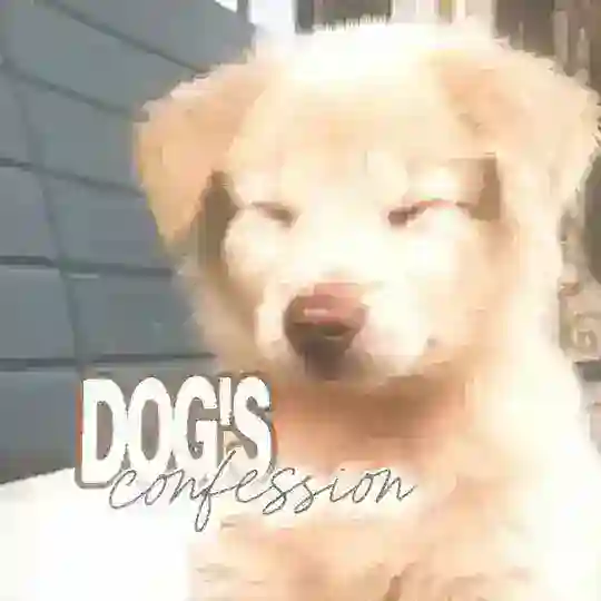 ⁺ ⌒ DOG'S CONFESSION . ˚ Telegram Channel Avatar