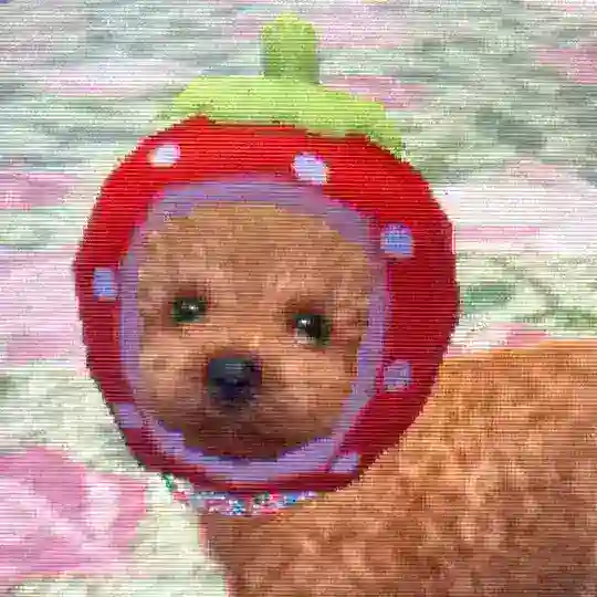 seripu ── ˙🍓 ̟ !! Telegram Channel Avatar