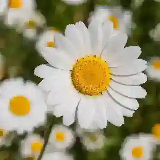 The Nature Apothecary Chat