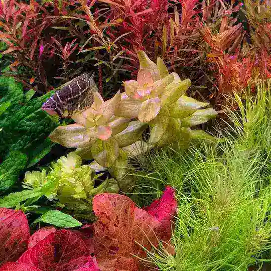 Pro Aquarium Chat