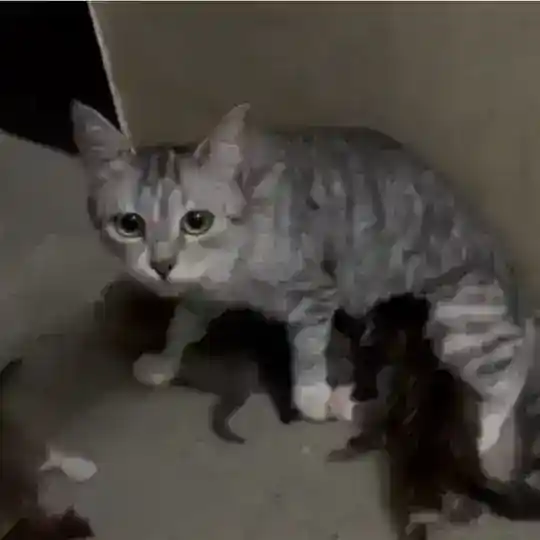 Котята в стационаре спб