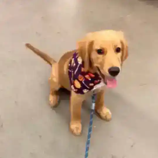 Barking Puppy | $BP Community