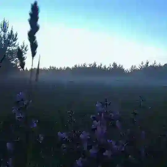 лес