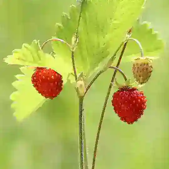 Земельные участки AKRZEMLI.RU 🍓