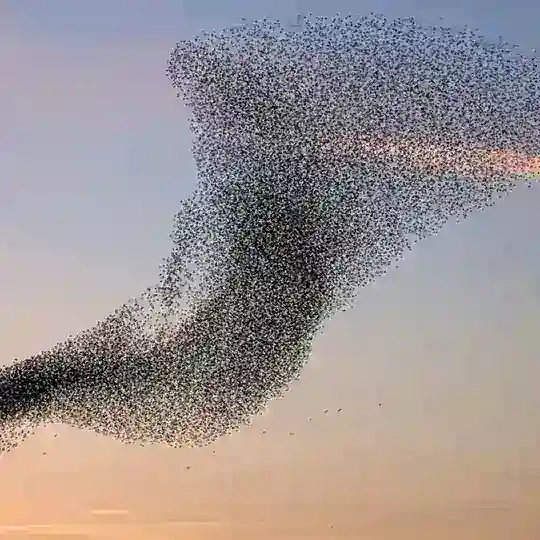 AlphaSwarm Chinese