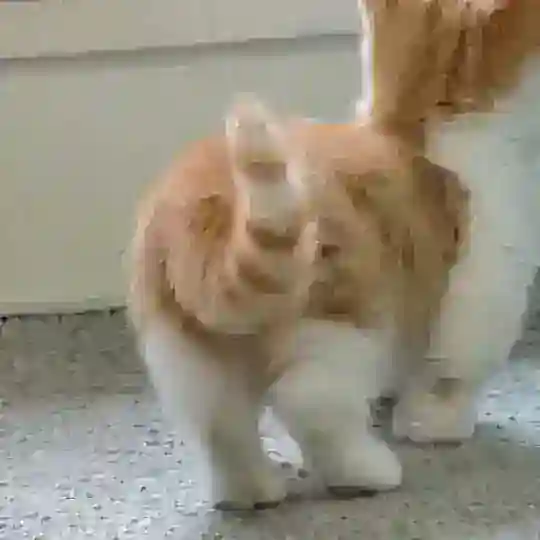 но как правило нет