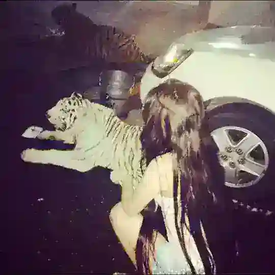 чатик ежика