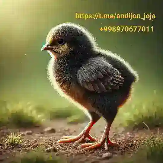 Joʻja chati