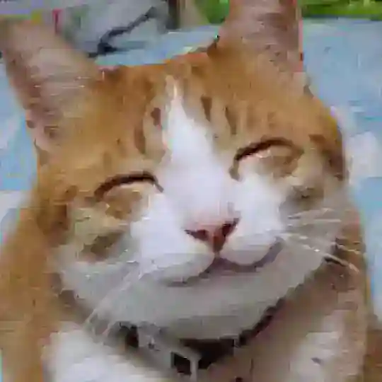 Advertising Your Pets For Free π΅ππΆ