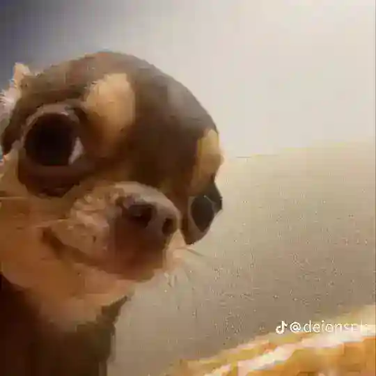 🔥𝐴𝑁𝐼𝑀𝐸 𝐶𝐻𝐴𝑇 🔥