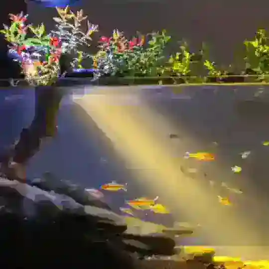 Аквариумистика Таджикистана 🇹🇯