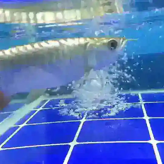 Malaysian arowana fan