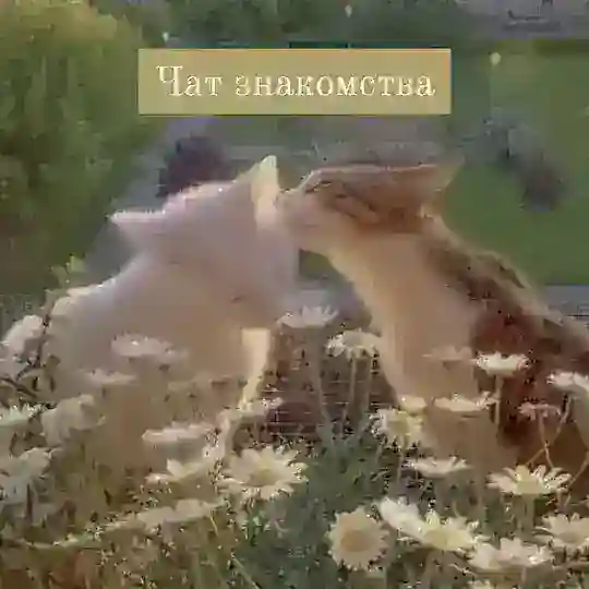 ЧАТ ЗНАКОМСТВА
