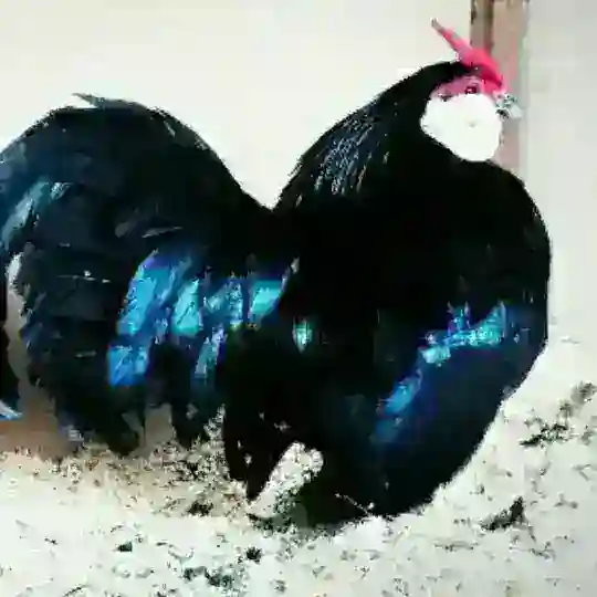 БАНТАМ N;1 Bantam N;1
