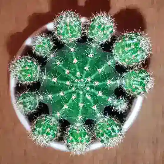 ❇️ зелёный дневник ❇️