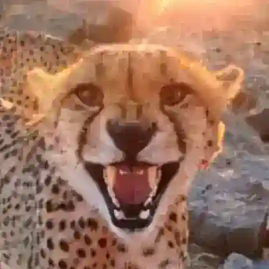 SFW CHAT: BIG CATS! БОЛЬШИЕ КОШКИ! Die Großkatzen!