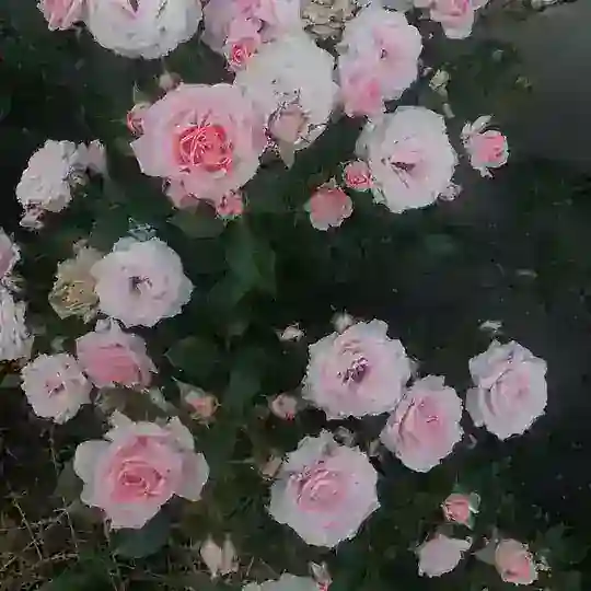 Ботаничка Черноземья 🌷