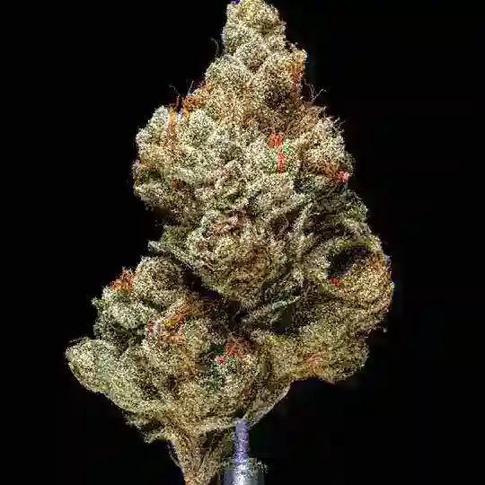 Grass candy 🥝