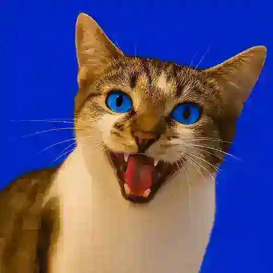 CATS COIN πΎ