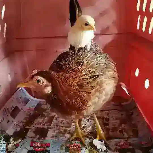 Save the Chickenese Singapore🐥🐔🐓