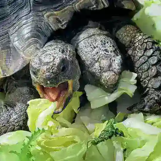 Die Chillkröten 💚