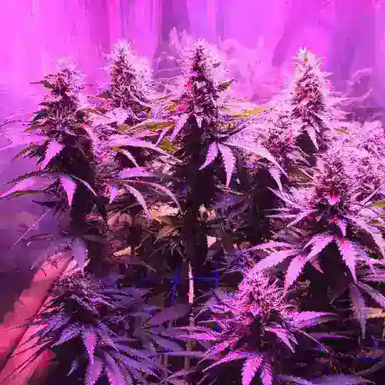 Coltivare Canapa🏅👩‍🌾 Consigli e News🤠