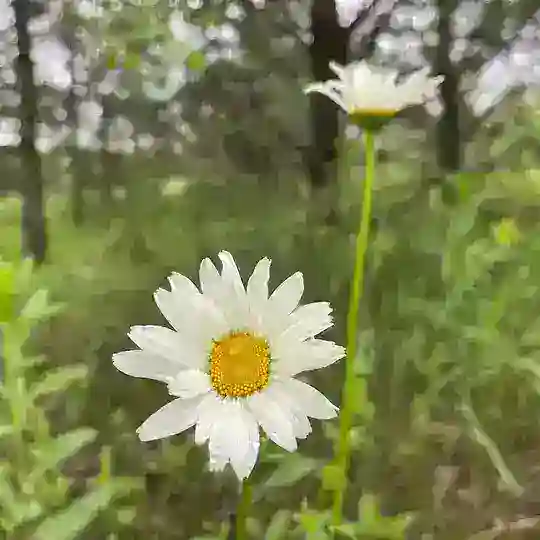 #милыевмещерском
