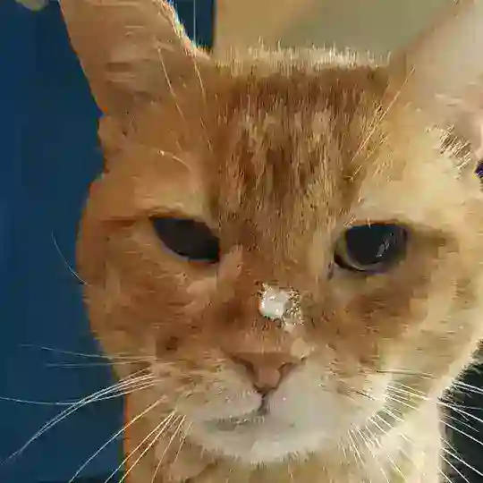 Еда в Нови Саде