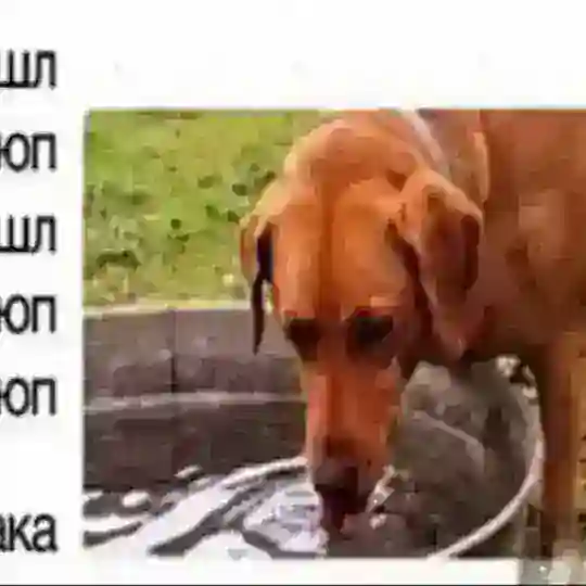 Фан клуб меня