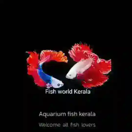 🐠Aquarium Fish Kerala 🐠 (A F K)