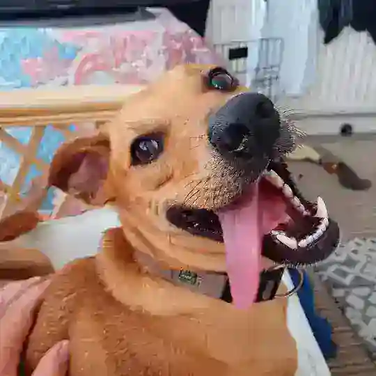 Frankie Dog Token Chatroom