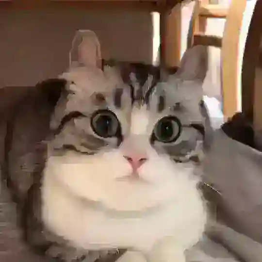 DobriDobri Chat