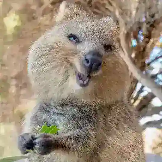 Go Флудилка