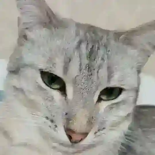 Чат Арктика
