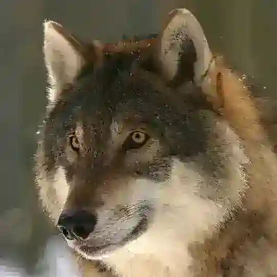 Werewolf ITA @ITAww