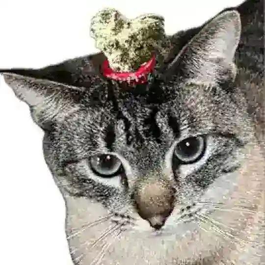 KITTY