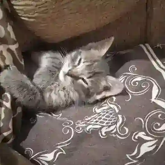 ннху