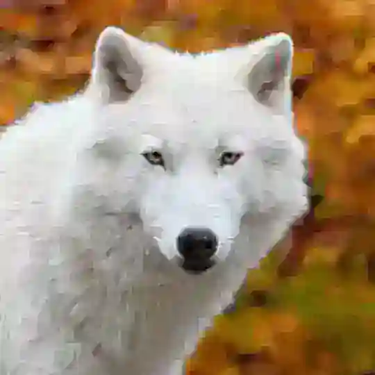 lobos al ataque