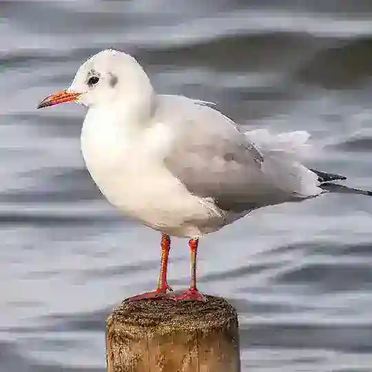 🚗Martı Tag Sohbet🛵