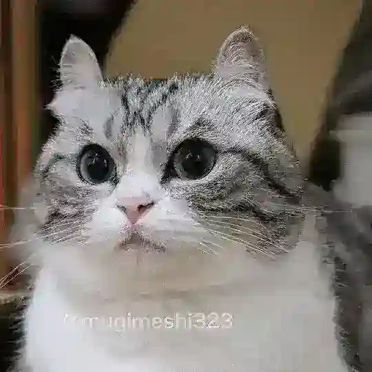 Memschol чат