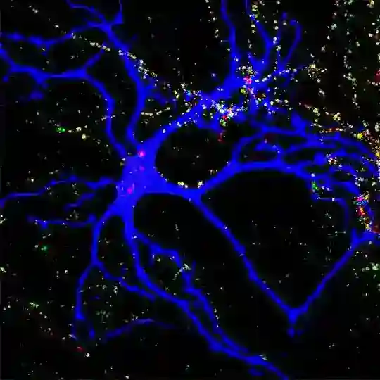 Neuroscience and Philosophy