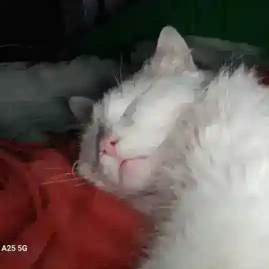 😾