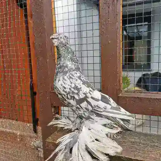 🕊kabutar Ishqvozlari🕊