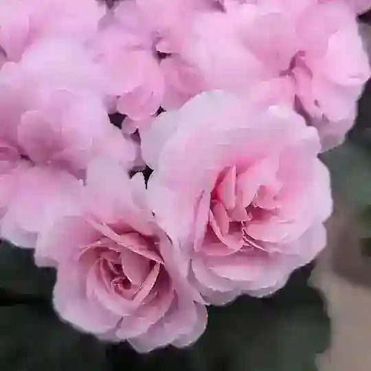 Пеларгония в теплице и на улице.