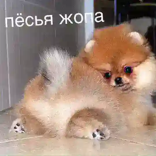 чокасаемо пёсьей жопы