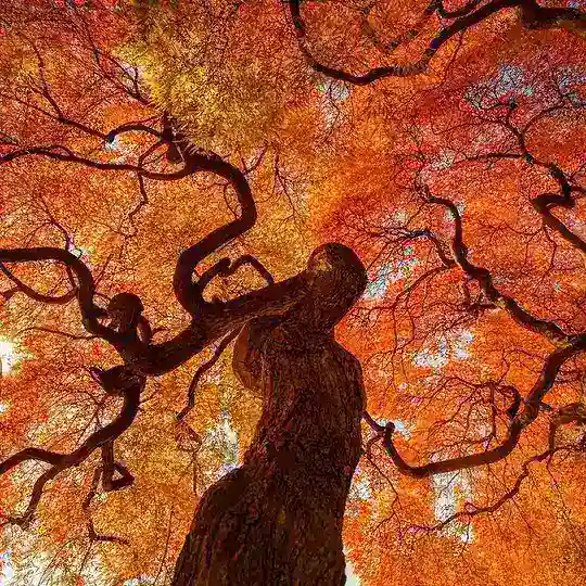 عکاسی با موبایل Mobile Photography Group