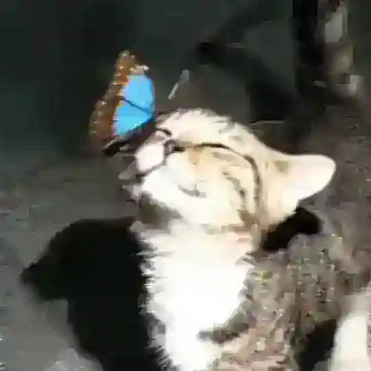 Purr-нарКОТИКИ-- 🐈